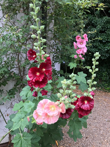 Blakeney Hollyhocks