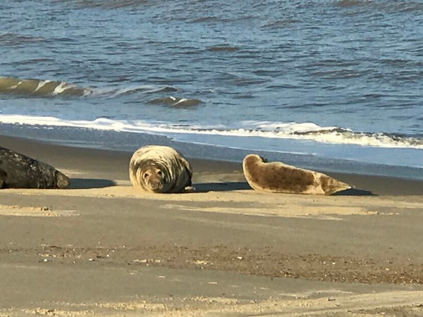 Blakeney seals in winter 