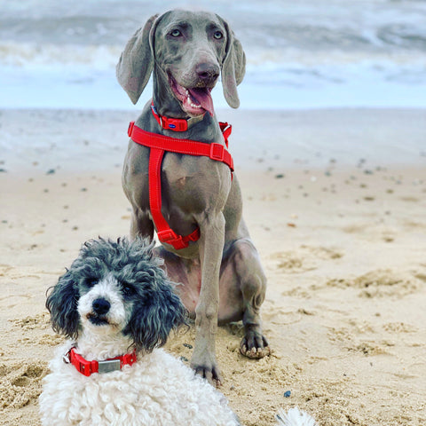 Dogs on beach happy