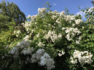 Cottage Flowers