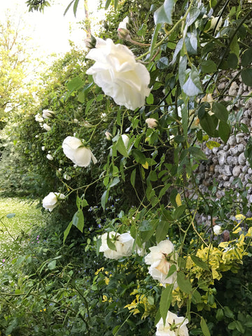 Cottage Roses