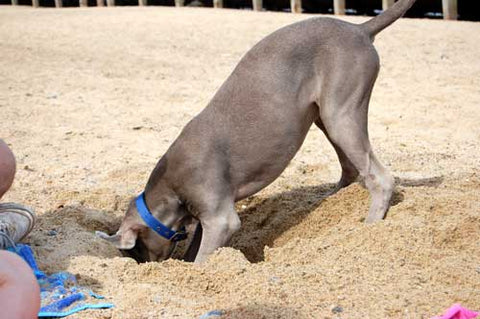 Dog Friendly Beach Overstrand