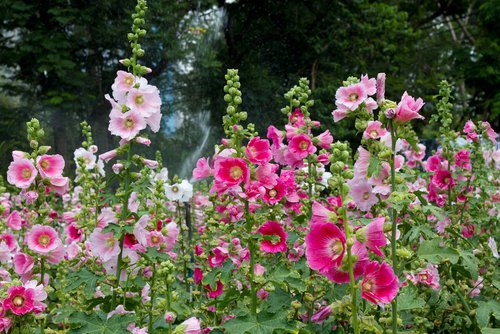 how to grow hollyhocks from seed