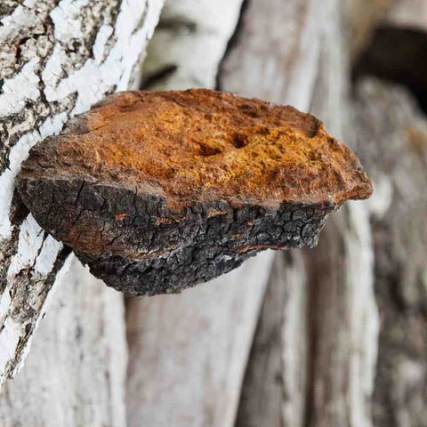 Chaga Mushroom Benefits