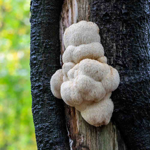 5 reasons to Take Lion's Mane Mushroom