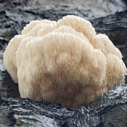 5 reasons to Take Lion's Mane Mushroom