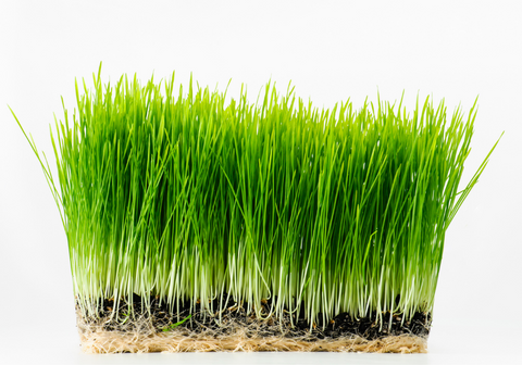 What is Wheatgrass