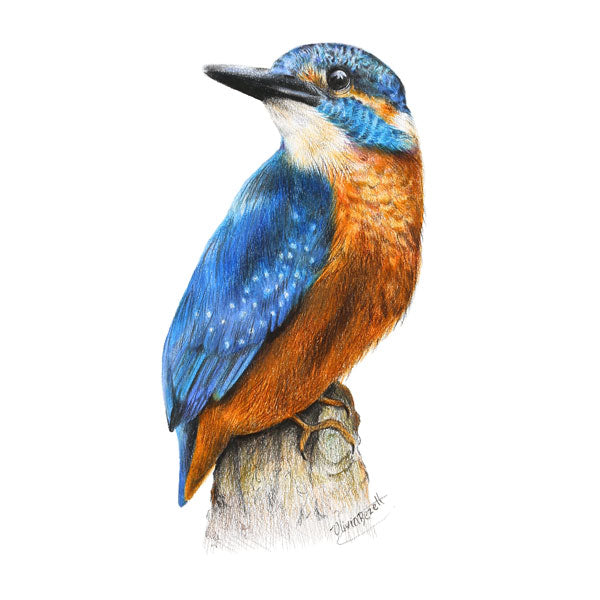 kingfisher-art-print-olivia-bezett
