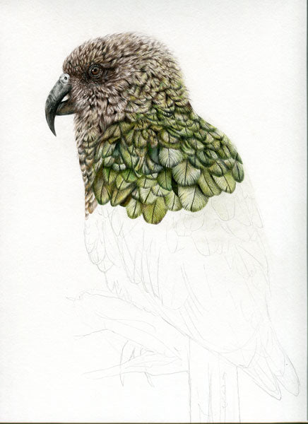 kakapo-art-print