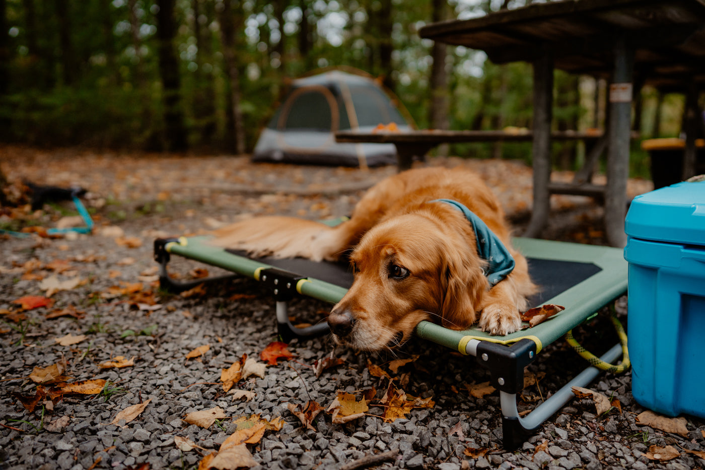 A golden retriever lays on a dog cot at a campsite. 