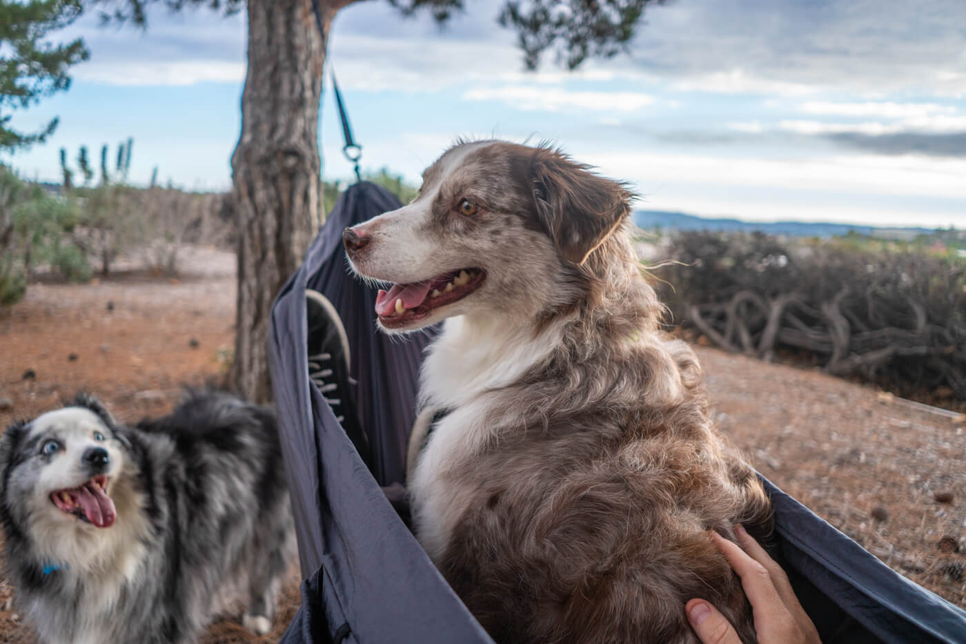 Two dogs sit in and around the ENO TravelNest Hammock + Straps Combo