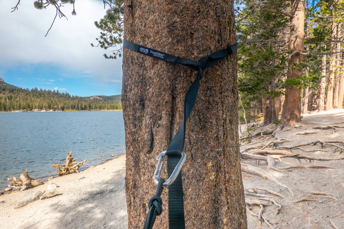 A close up view of the TravelNest hammock strap wrapped around a tree with the carabiner clipped in.