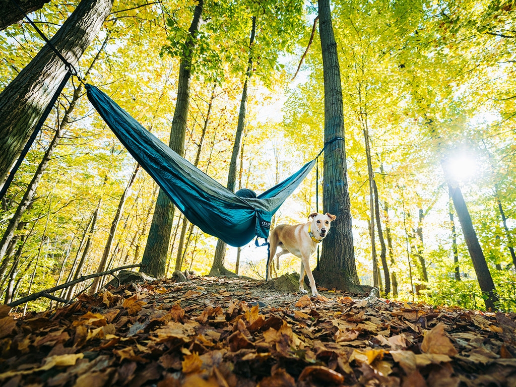 Dog in woods by hammock.