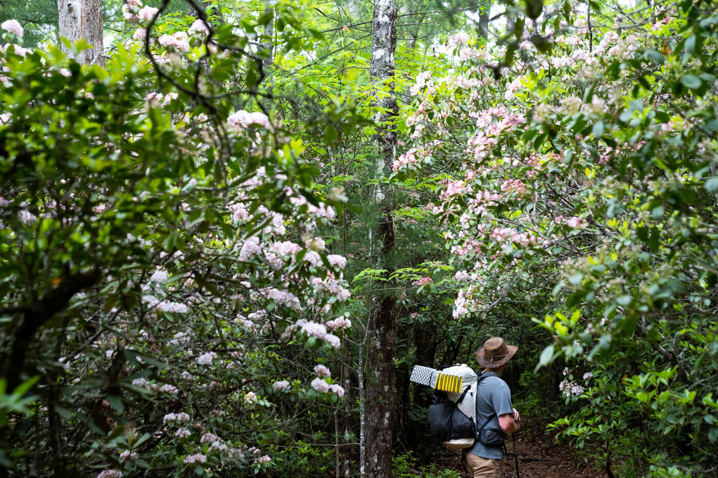 Mountain laurel flowers line the Art Loeb Trail while a hiker stops to admire the blooms in Western North Carolina