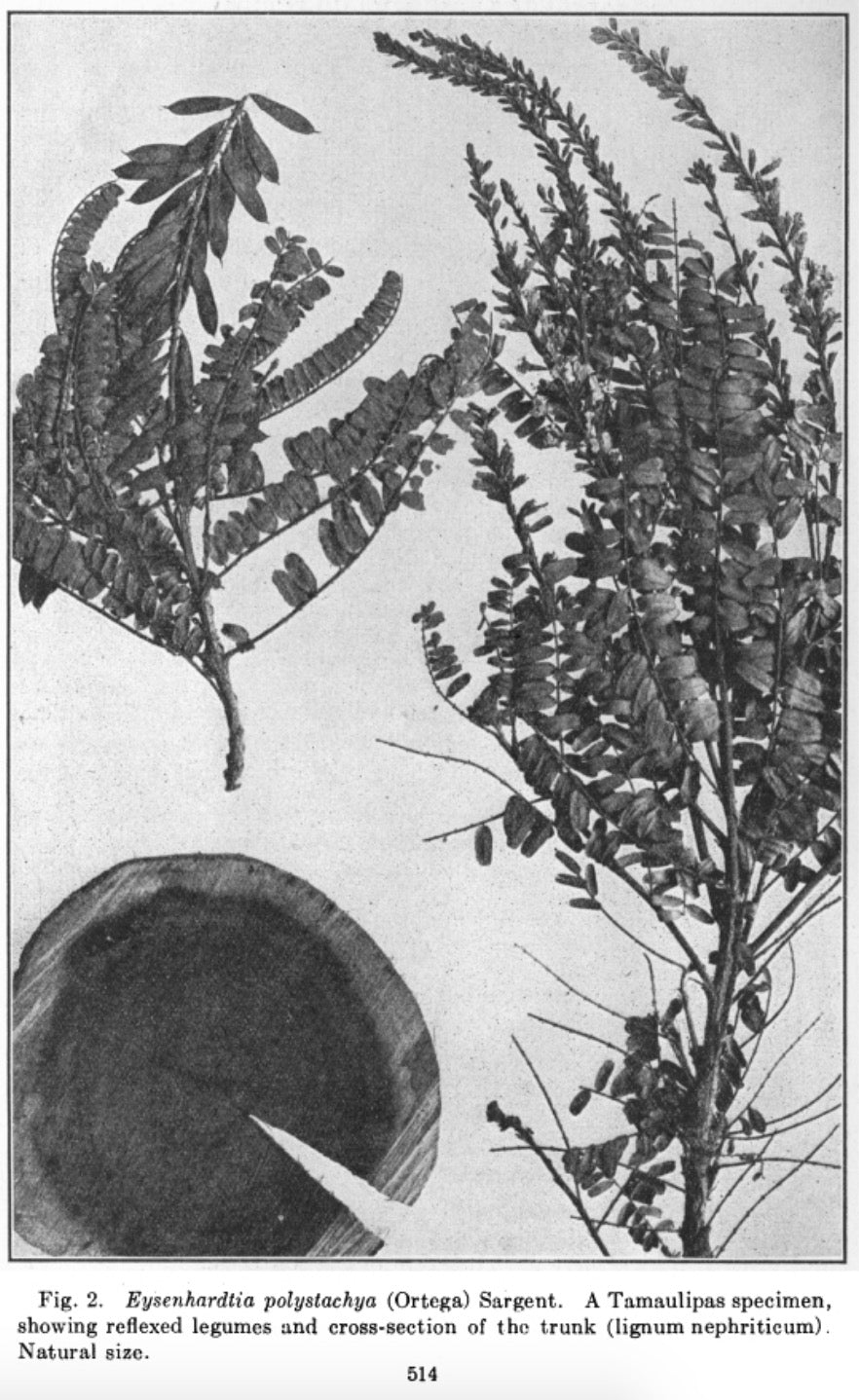 palo azul eysenhardtia polystachya ortega illustration