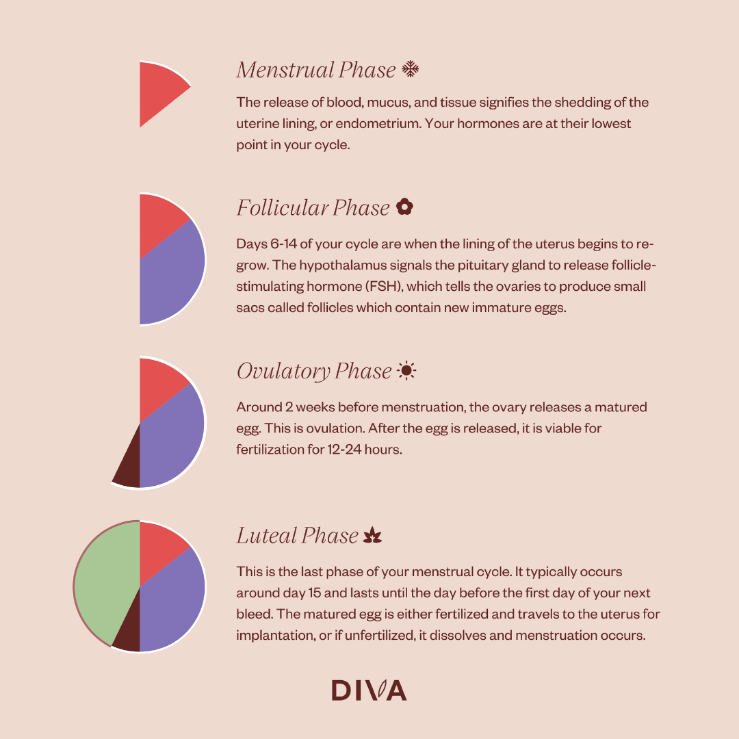 4 phases of menstrual cycle breakdown