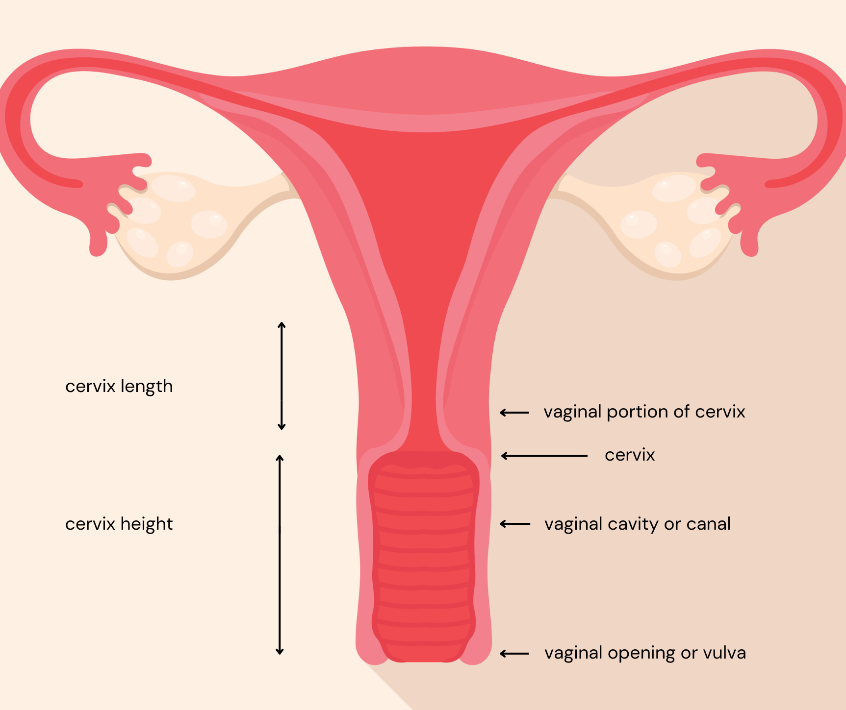 measuring cervix height