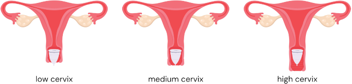 cervix height diva cup