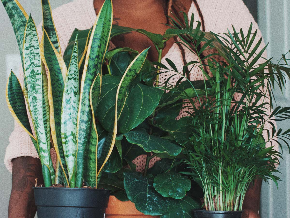 Woman holding plants, including fiddle leaf fig plant