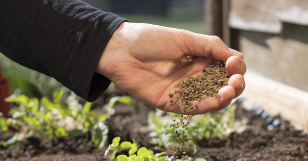 adding fertilizer to garden