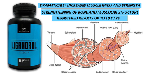 imuscle sarms - ligandrol muscle tissue