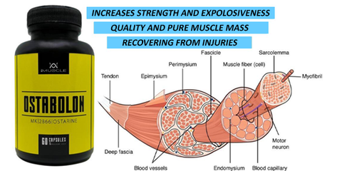 imuscle sarms - ostarine muscle tissue