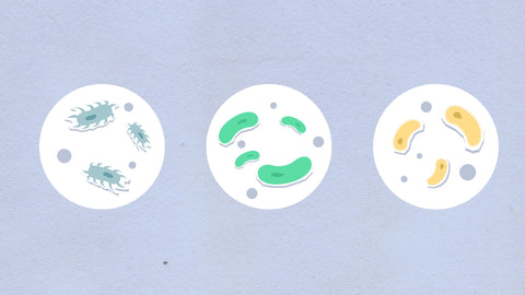 bacteria, viruses, and fungus in petri dishes