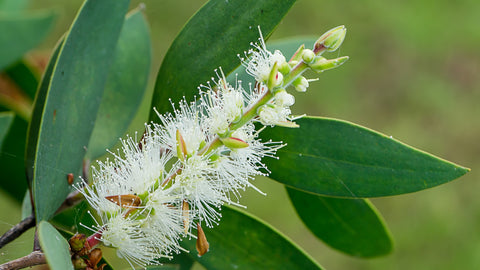 tea tree flower and leaves