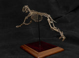 1/20 Smilodon Skeleton Model