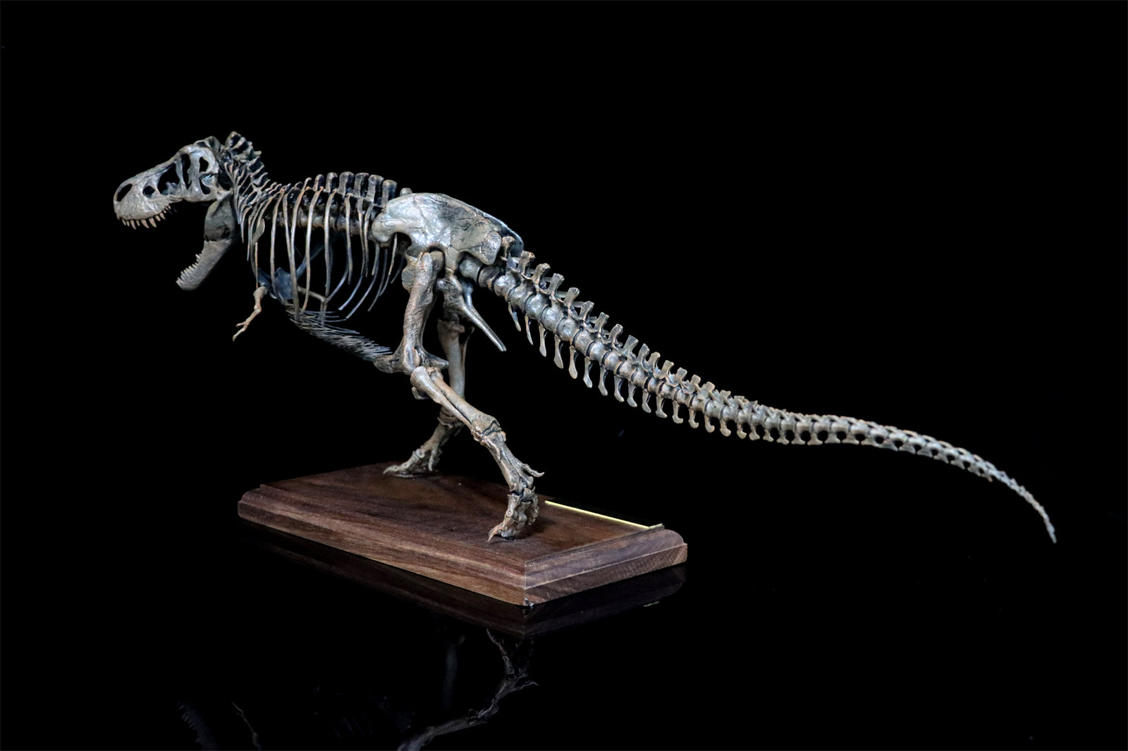 Uitgaan van Goedkeuring Wanneer 1/20 Tyrannosaurus Rex Trix Skeleton Model – Lana Time Shop
