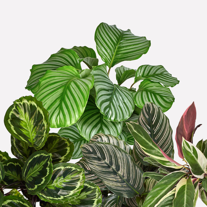 Verzorging Calathea – Sprinklr