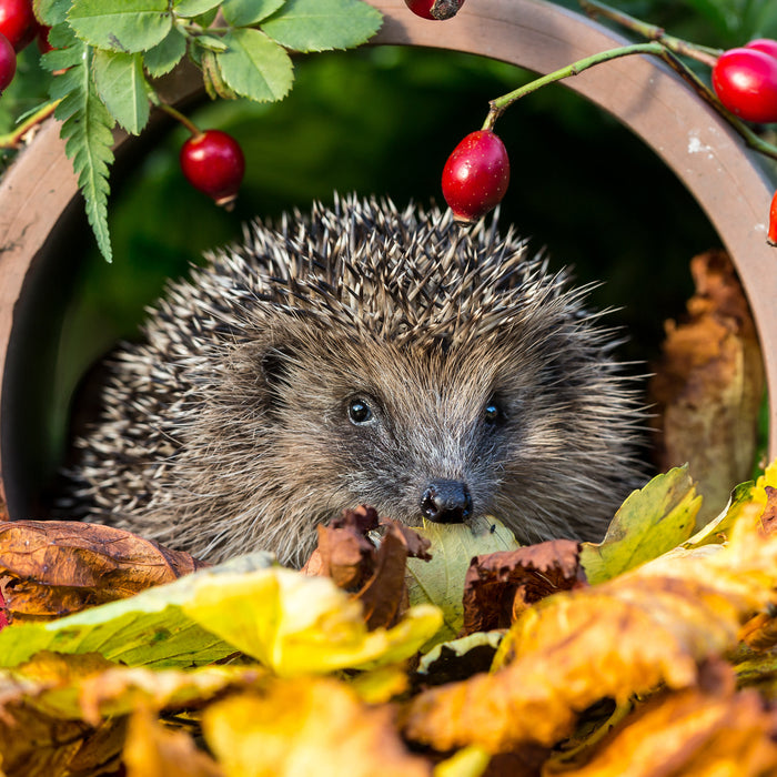 Herfst in de tuin dit doe je en dit laat je voor biodiversiteit Sprinklr