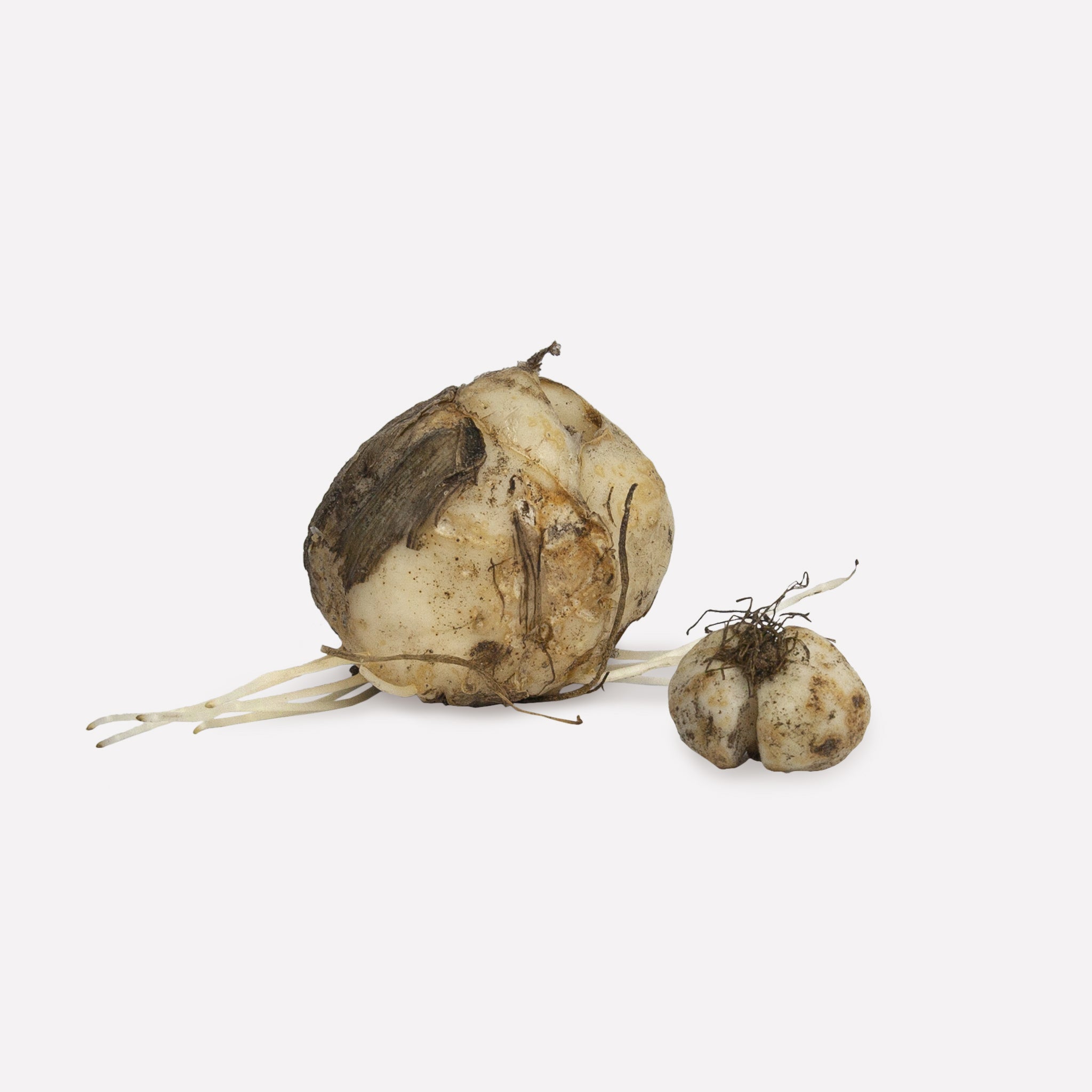 Fritillaria bollen