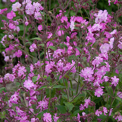 Dagkoekoeksbloem