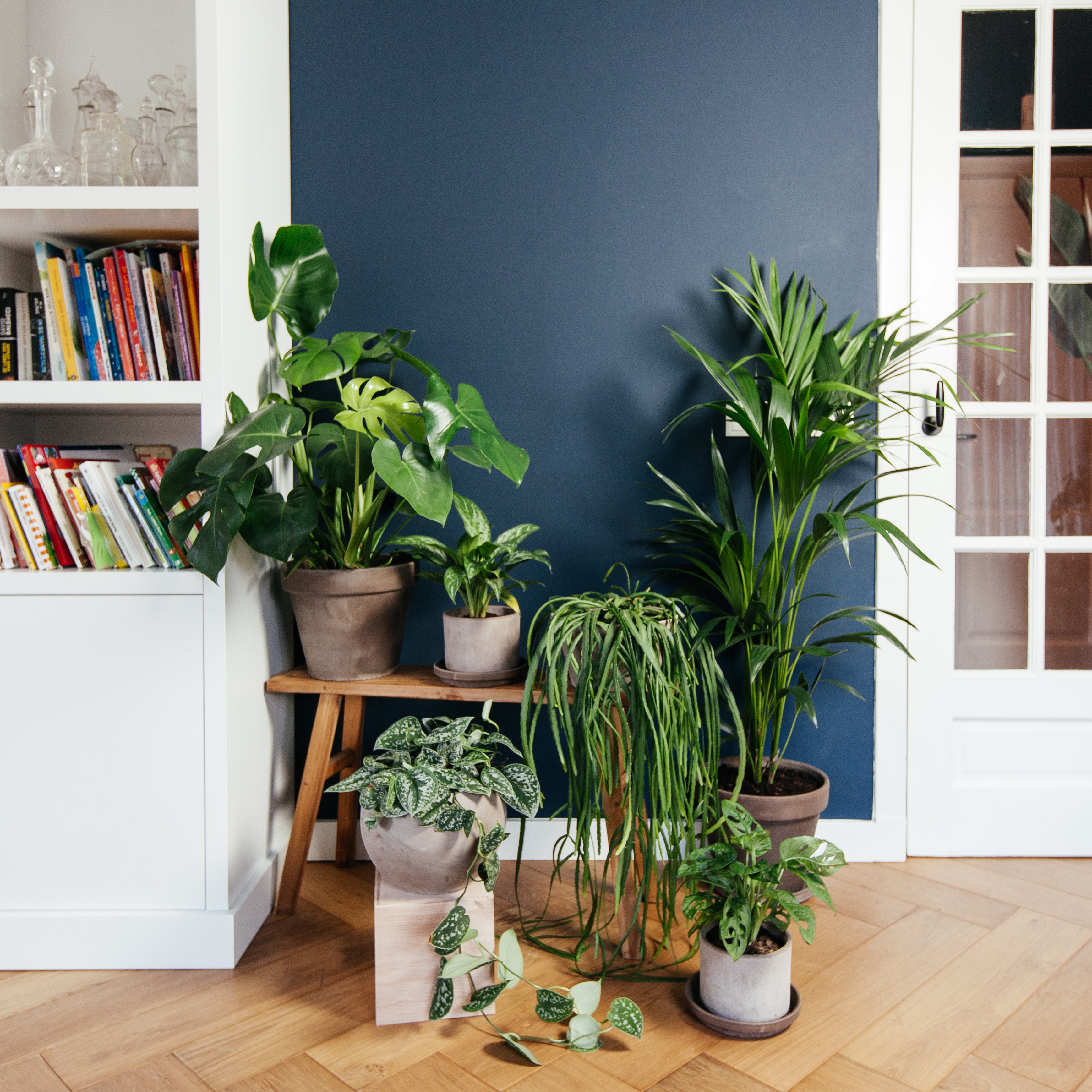 groepje planten in woonkamer