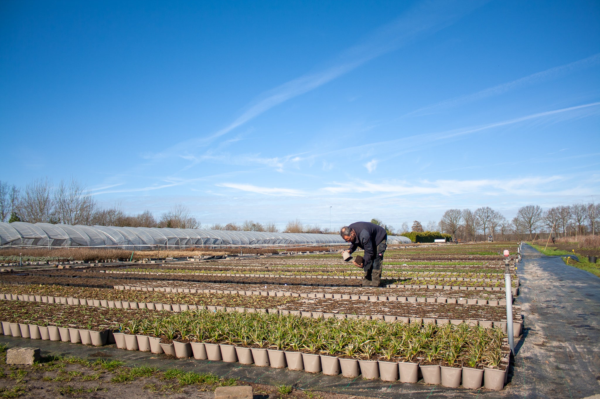 kwekerij verhoeven teelt buiten