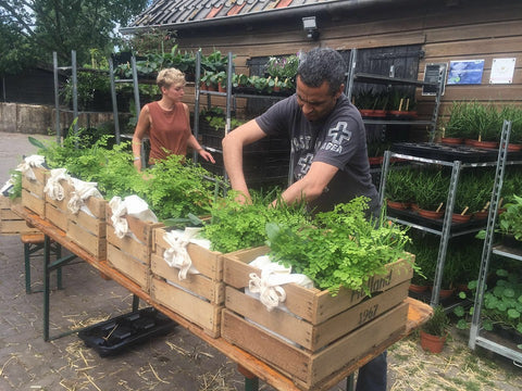 Planten inpakken bij De Lindenhoff