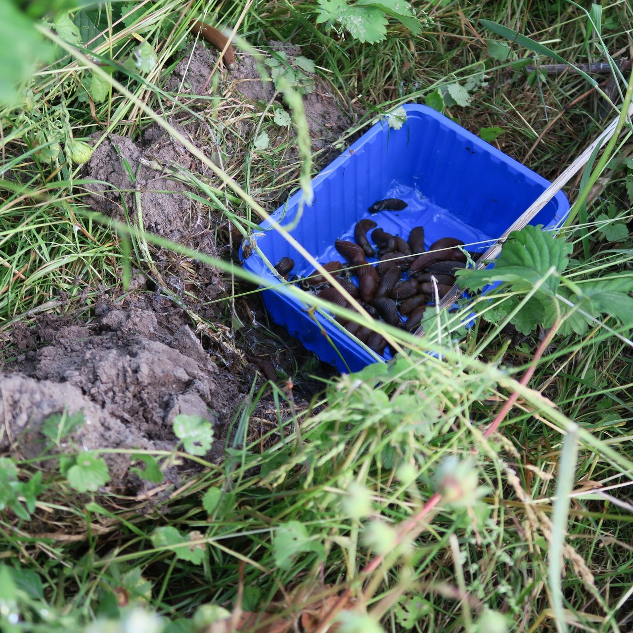 Bierval tegen slakken