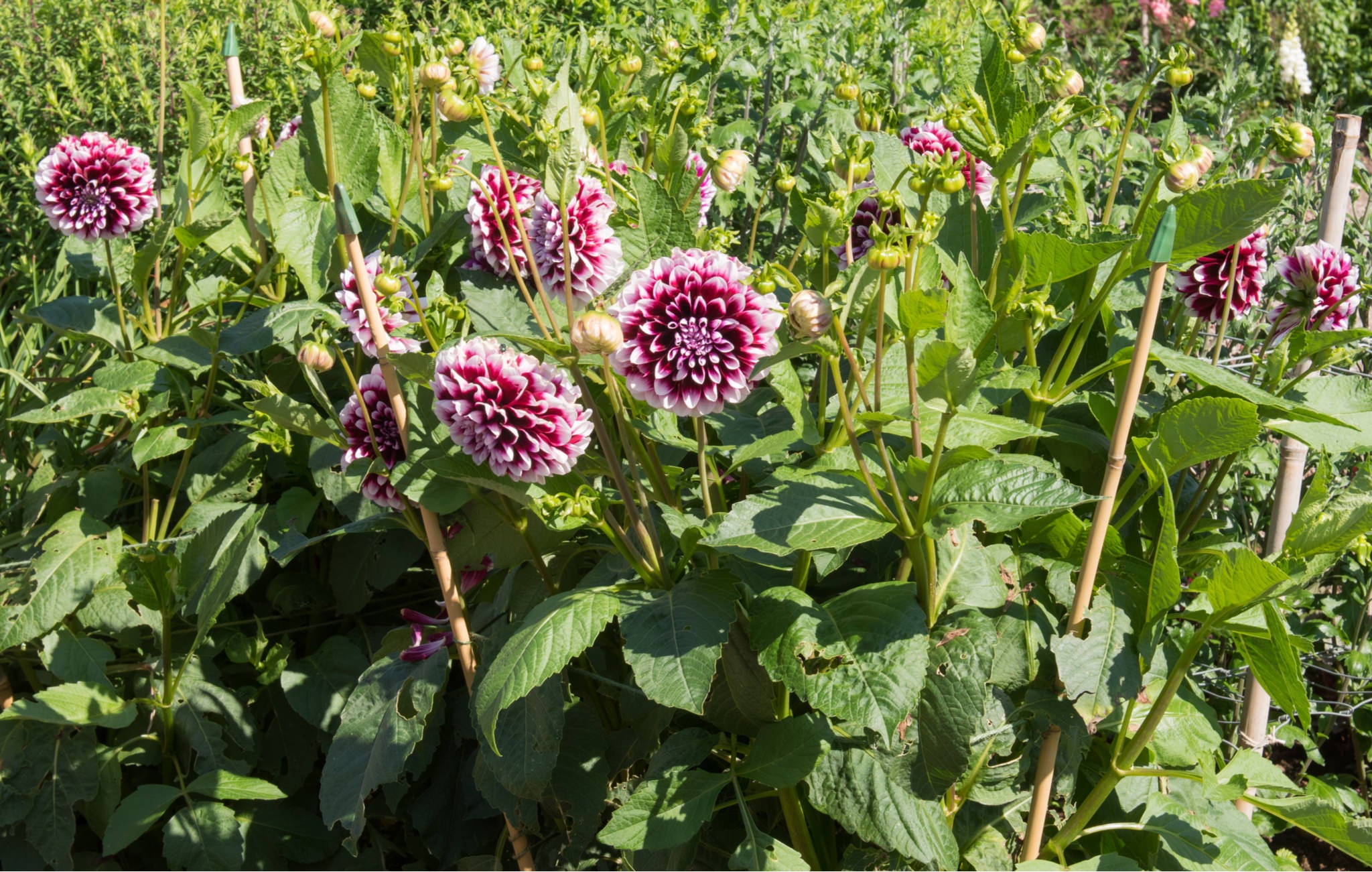 dahlia's in bloei, aan stokjes opgebonden