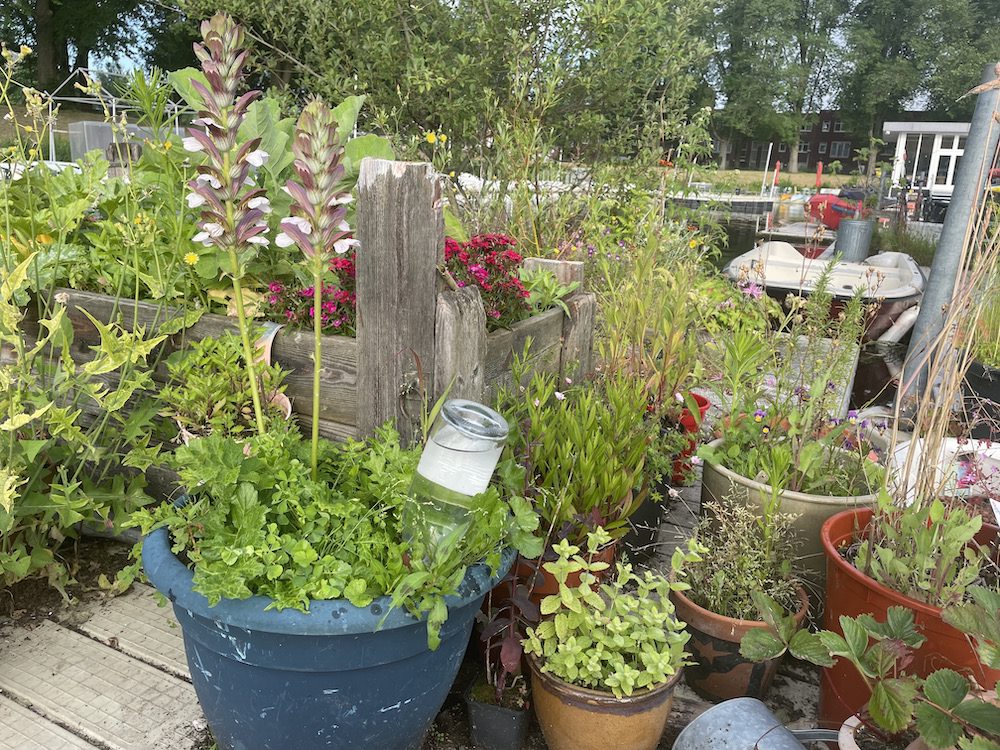 tuinplanten in pot balkon terras