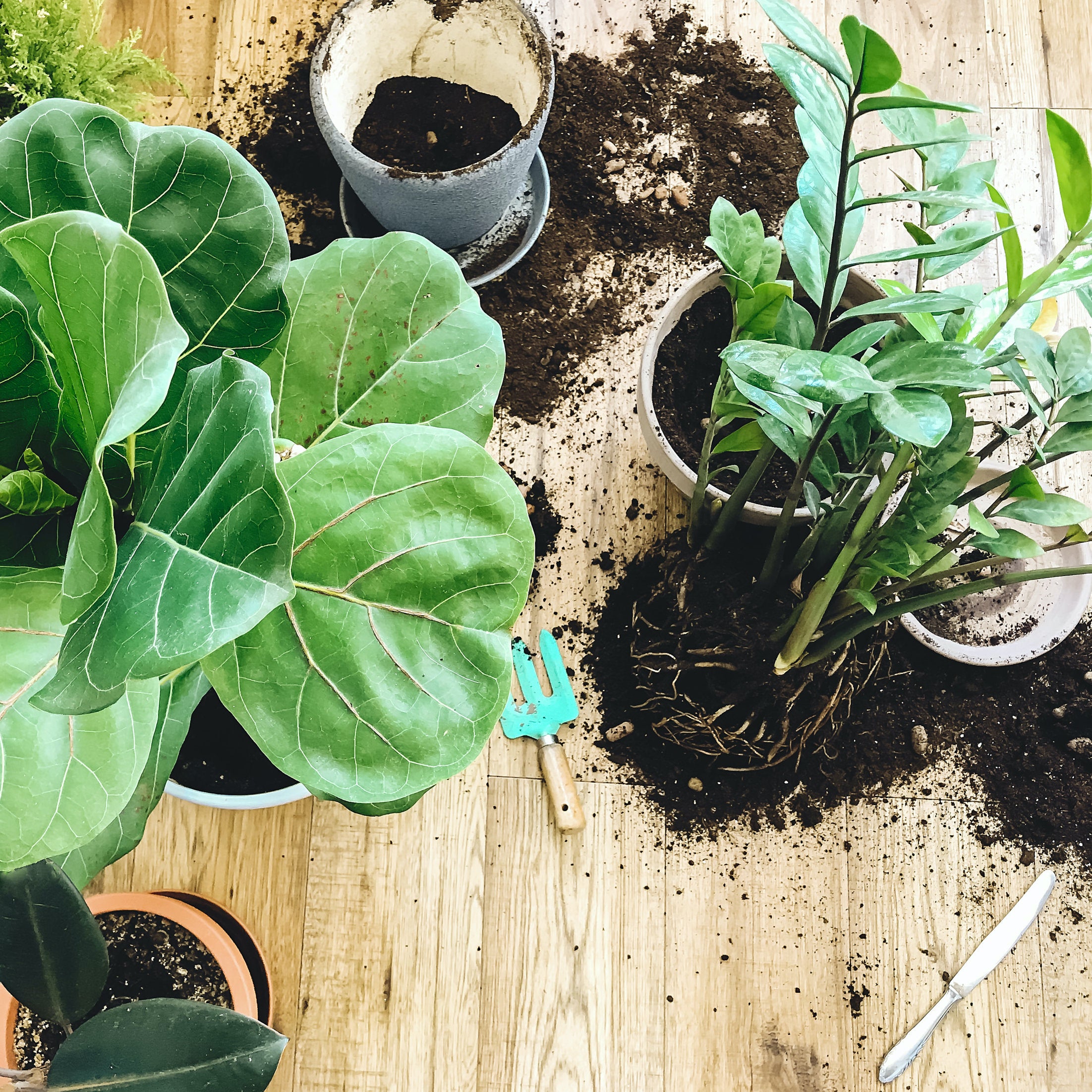 huren wrijving vork Vijf snelgroeiende kamerplanten voor je thuisjungle – Sprinklr