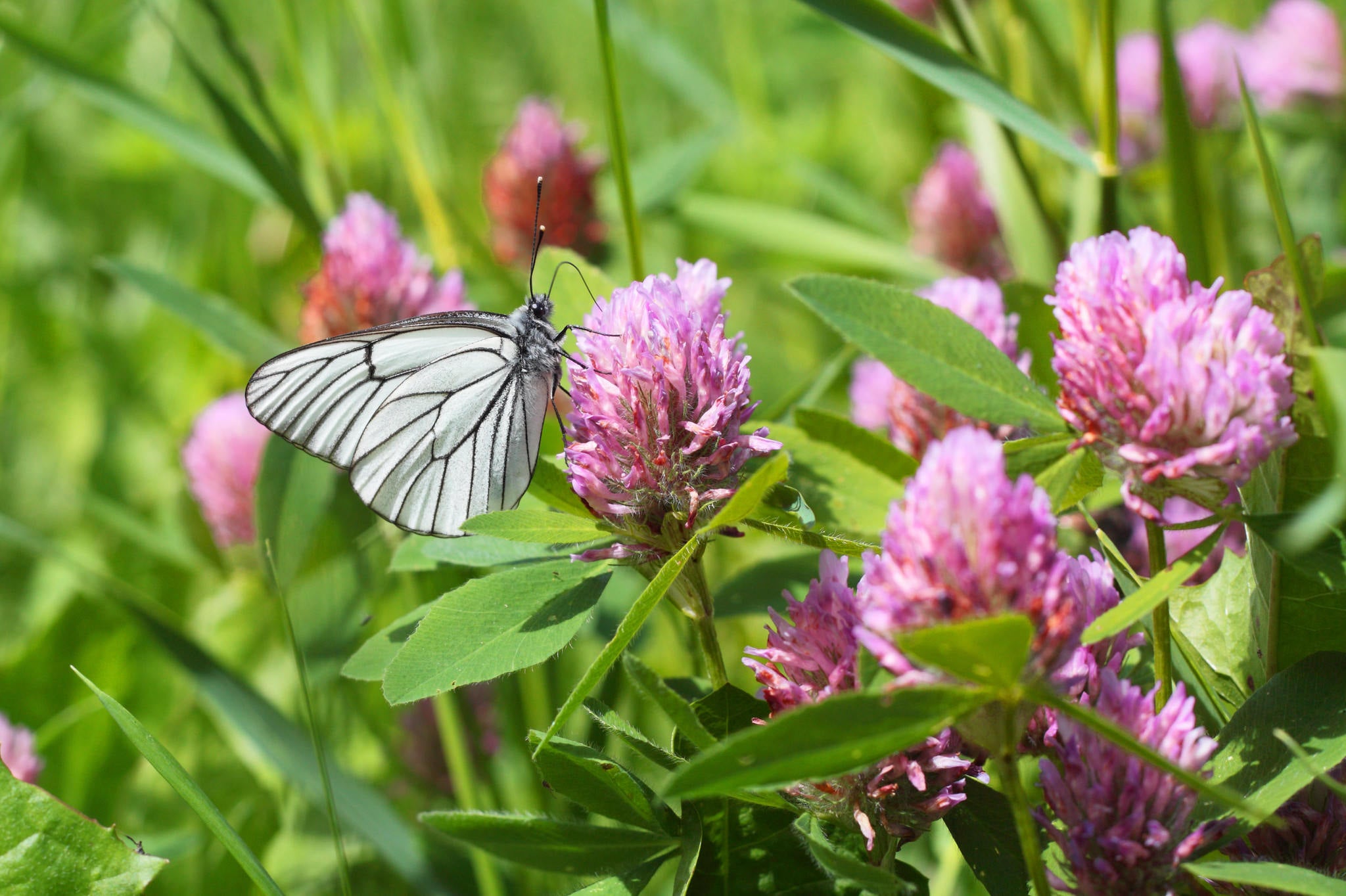 Inheemse planten in je Doe het! – Sprinklr