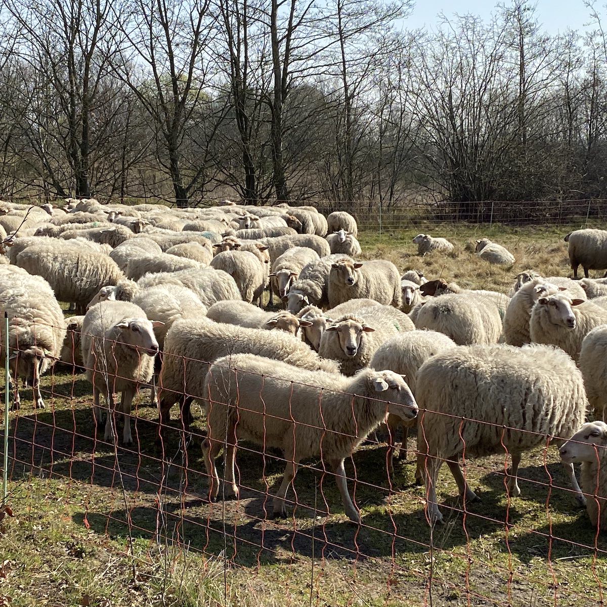 schapen grazen op de kwekerij