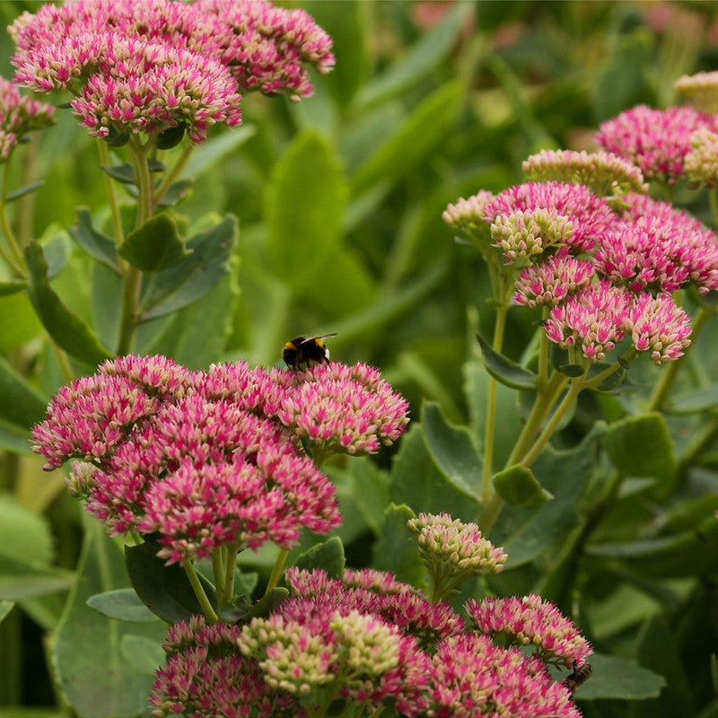 sedum carl