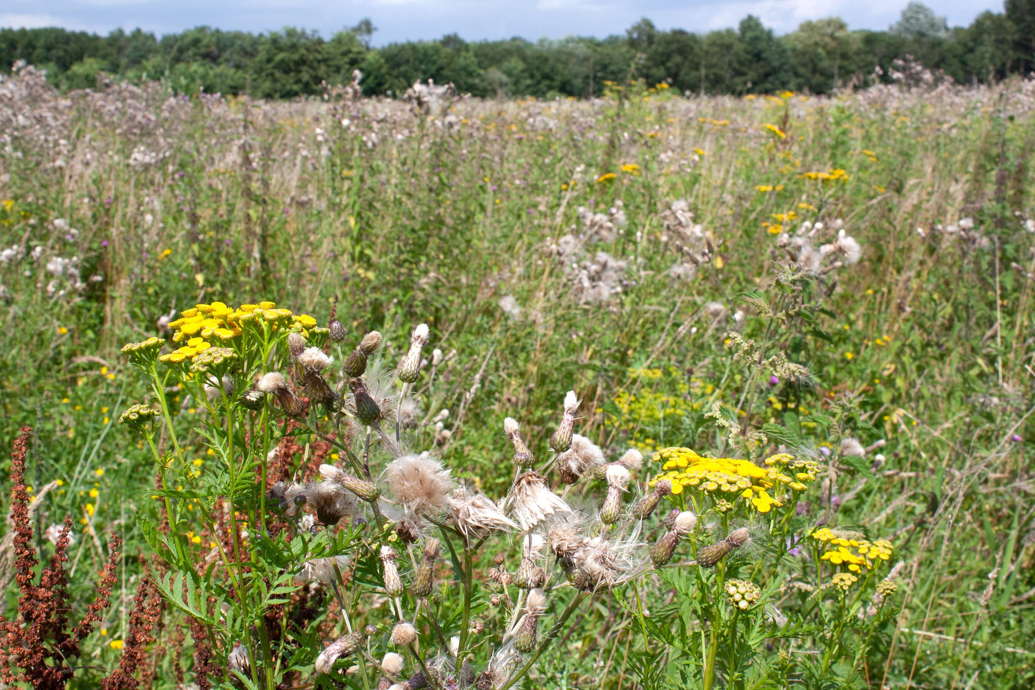 veld met inheemse kruidenplanten in bloei