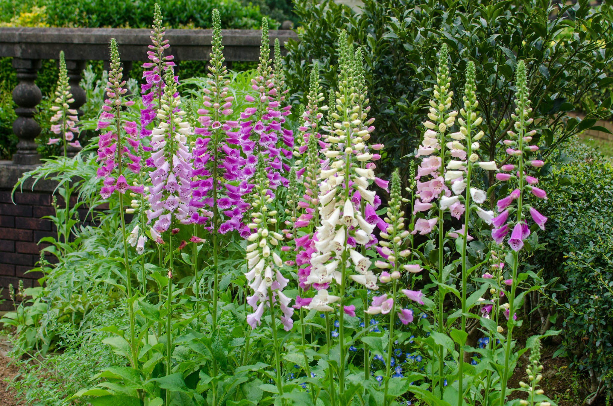 vingerhoedskruid, digitalis purpurea, paarse bloemen