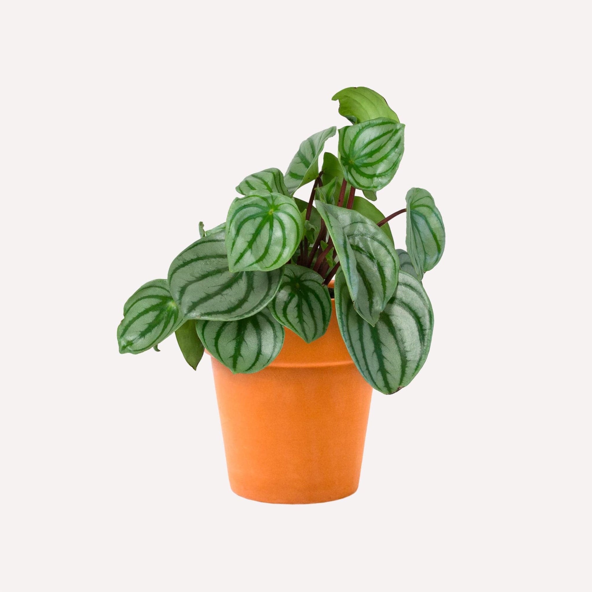 Peperomia Types of