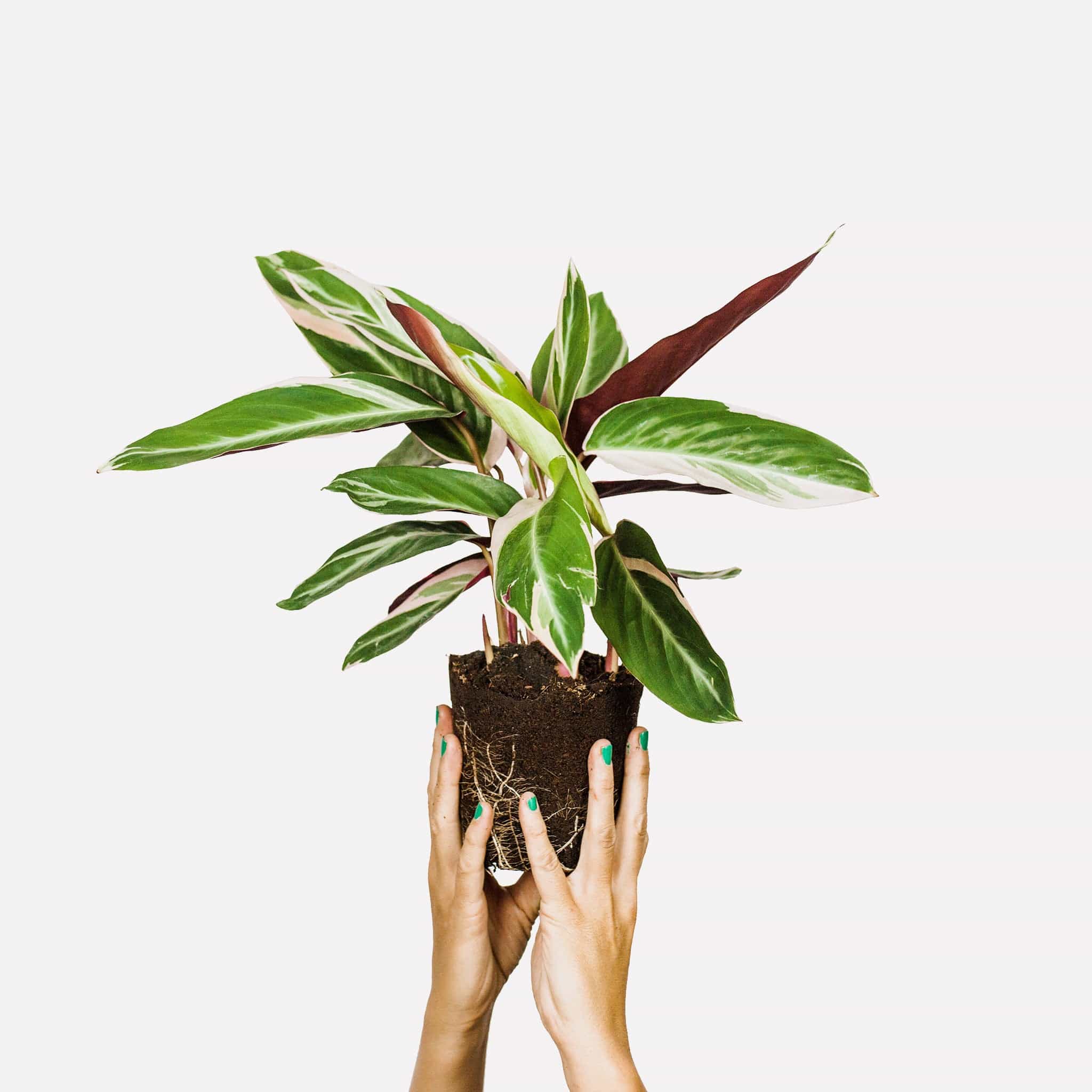 heilige beheerder paneel Originele duurzame cadeaus zijn planten – Sprinklr