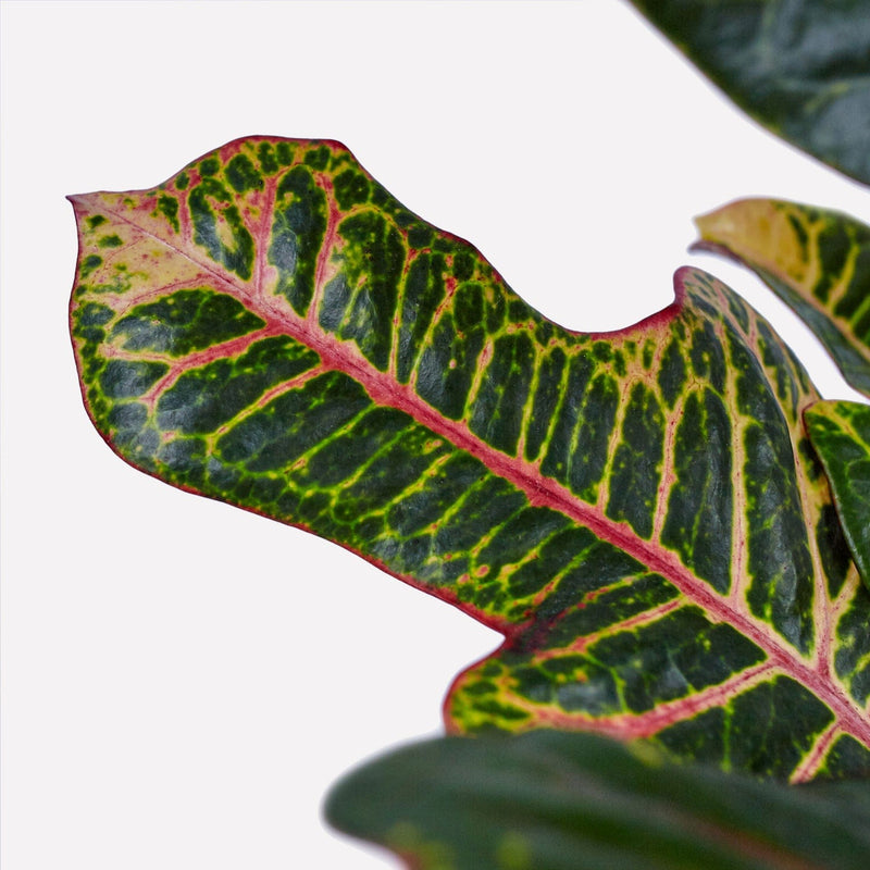 Croton Excellent, close up van blad met geel, groen en rode accenten.