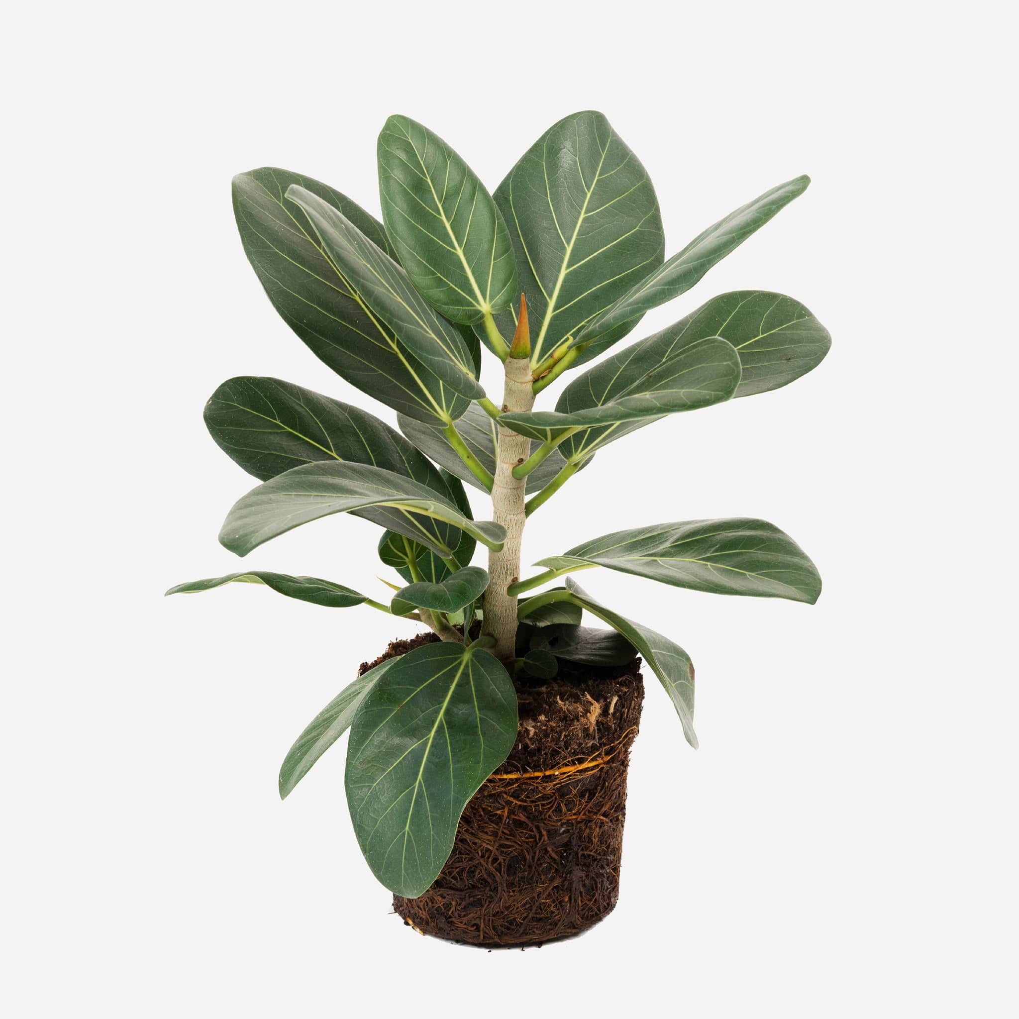 Ficus Audrey – Sprinklr